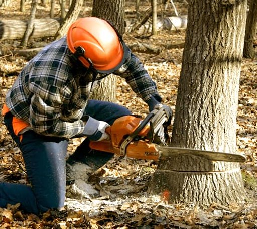 Tree Removal in Nolan, TX